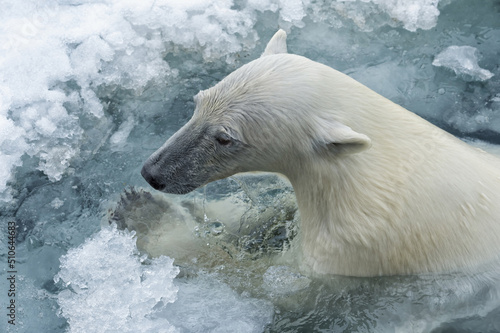 Polar Bear  Ursus maritimus  swimming through pack ice  Svalbard Archipelago  Norway