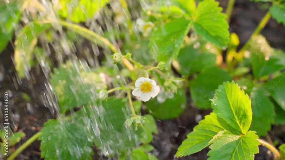 Blooming strawberry bush is watered close-up in slow motion Blooming strawberry bush is watered close-up in slow motion