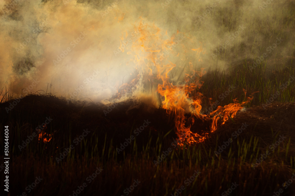 Fototapeta premium The fire burns rice straw and hay in the field at night. In Northeastern Thailand Southeast Asia 
