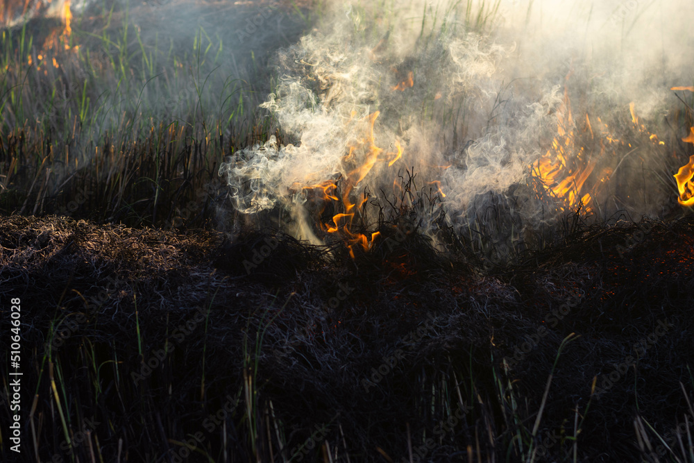 The fire burns rice straw and hay in the field at night. In Northeastern Thailand Southeast Asia
The fire burns rice straw and hay in the field at night. In Northeastern Thailand Southeast Asia
