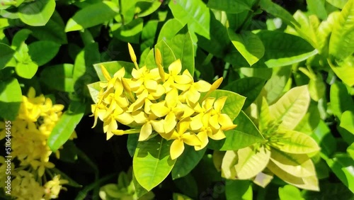 yellow flower moving in the wind