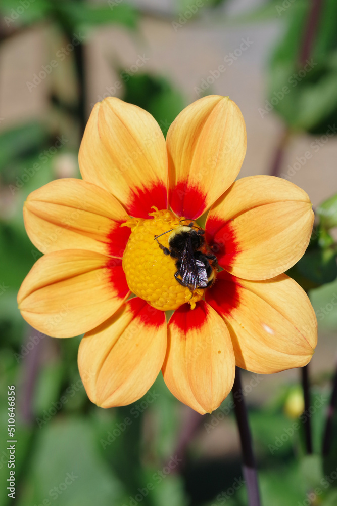 bee on flower