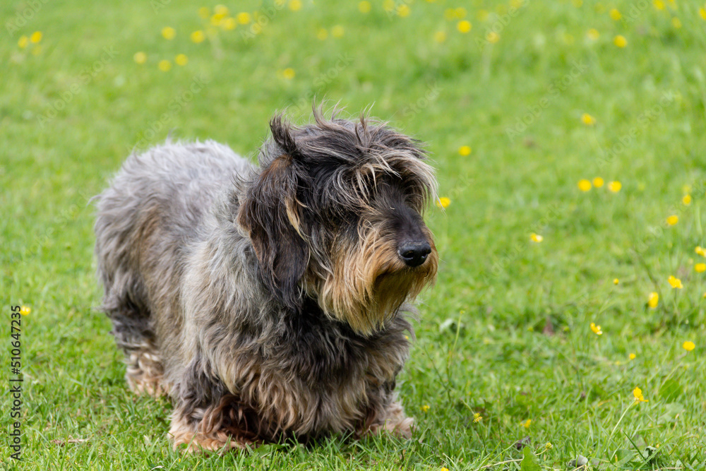 Close up shot of pretty dachshund dog with scruffy fur and happy face stands on grassy lawn on a summers day. Close up shot of pretty dachshund dog with scruffy fur and happy face stands on grassy lawn on a summers day.
