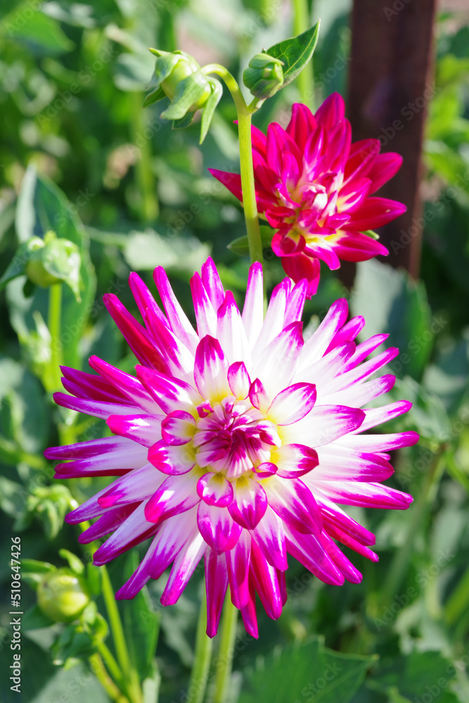 Obraz premium pink dahlia flower