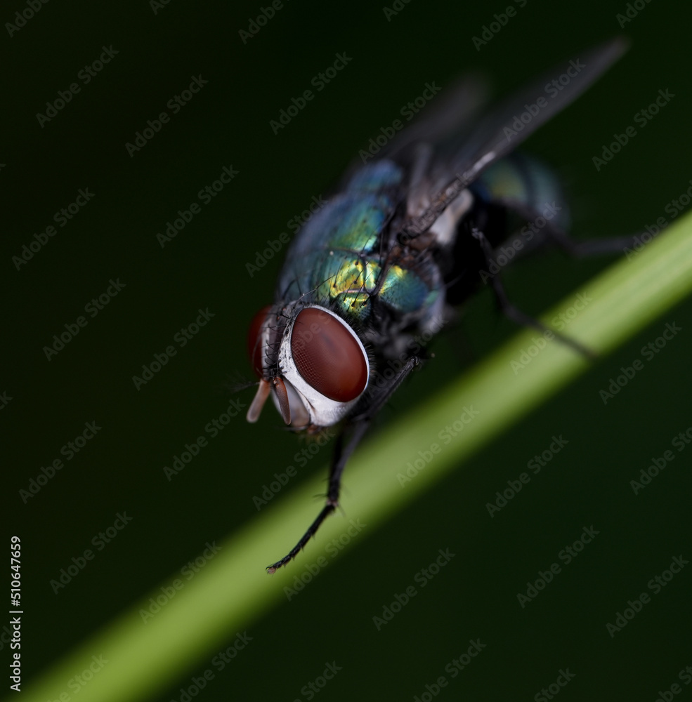 Naklejka premium Closeup of fly in nature ,macro insects