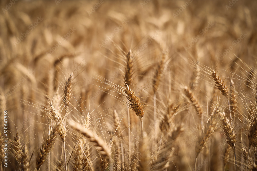 Grano maturo, spighe dorate in primo piano Grano maturo, spighe dorate in primo piano