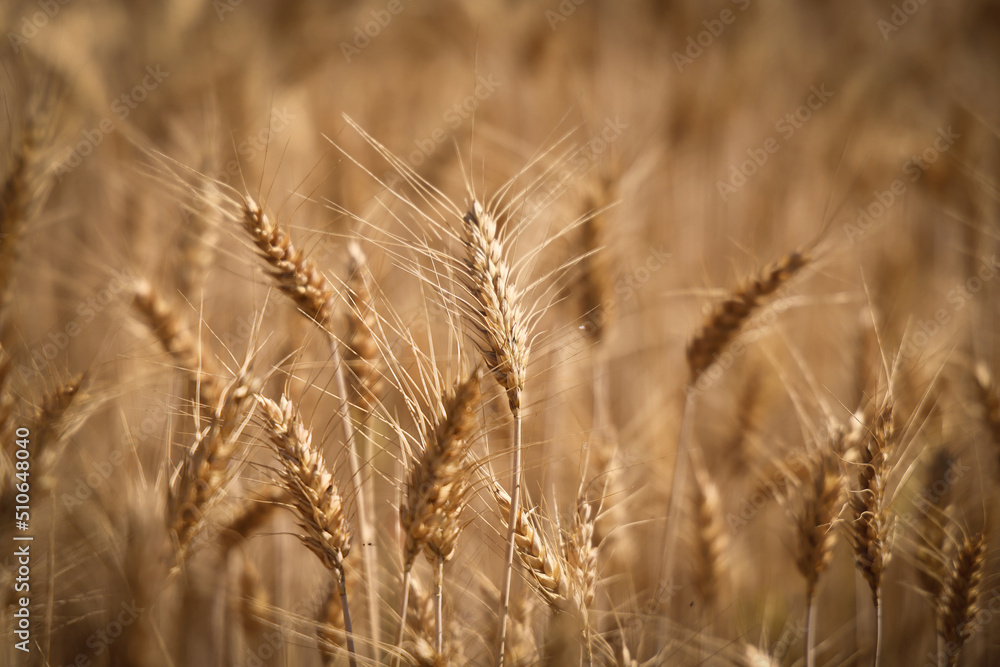 Grano maturo, spighe dorate in primo piano Grano maturo, spighe dorate in primo piano