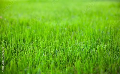 green grass close-up. summer background