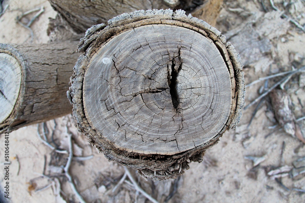 A view of a tree trunk cut with its old bark