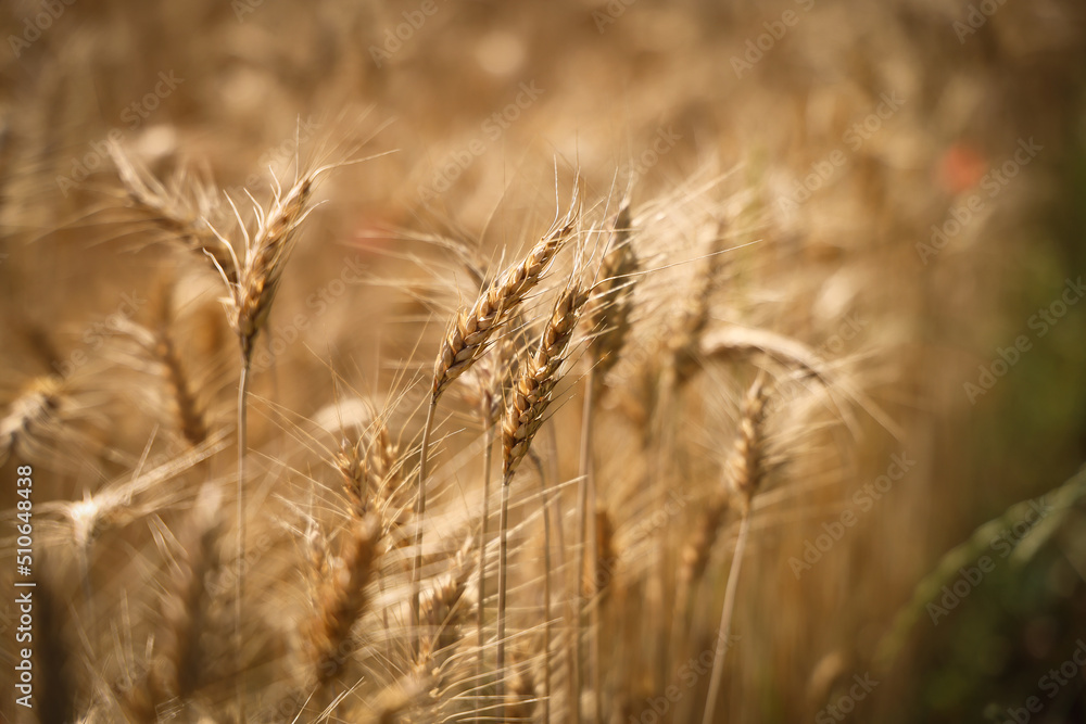 Grano maturo, spighe dorate in primo piano Grano maturo, spighe dorate in primo piano