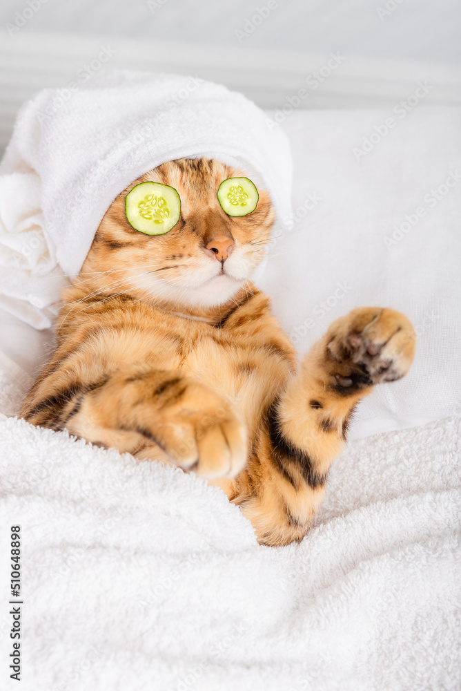 Bengal cat with cucumbers in front of his eyes in the spa.