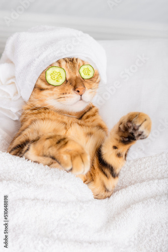 Fototapeta Naklejka Na Ścianę i Meble -  Bengal cat with cucumbers in front of his eyes in the spa.
