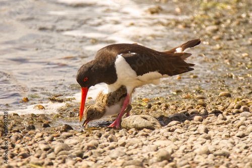 Oyster catcher with Young