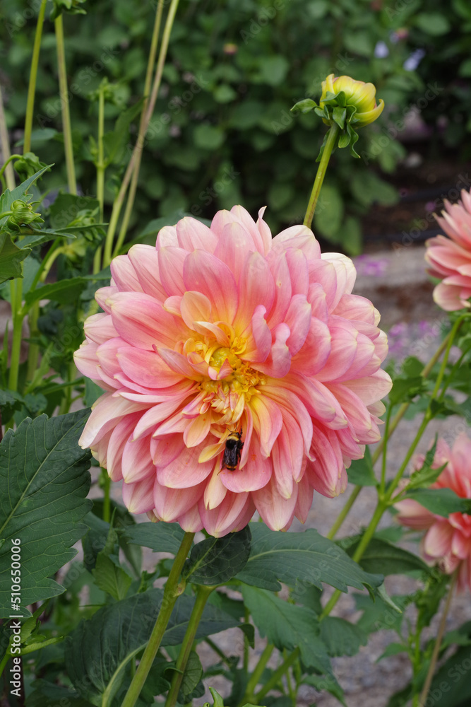 Fototapeta premium Tacoma Washington Flower Garden