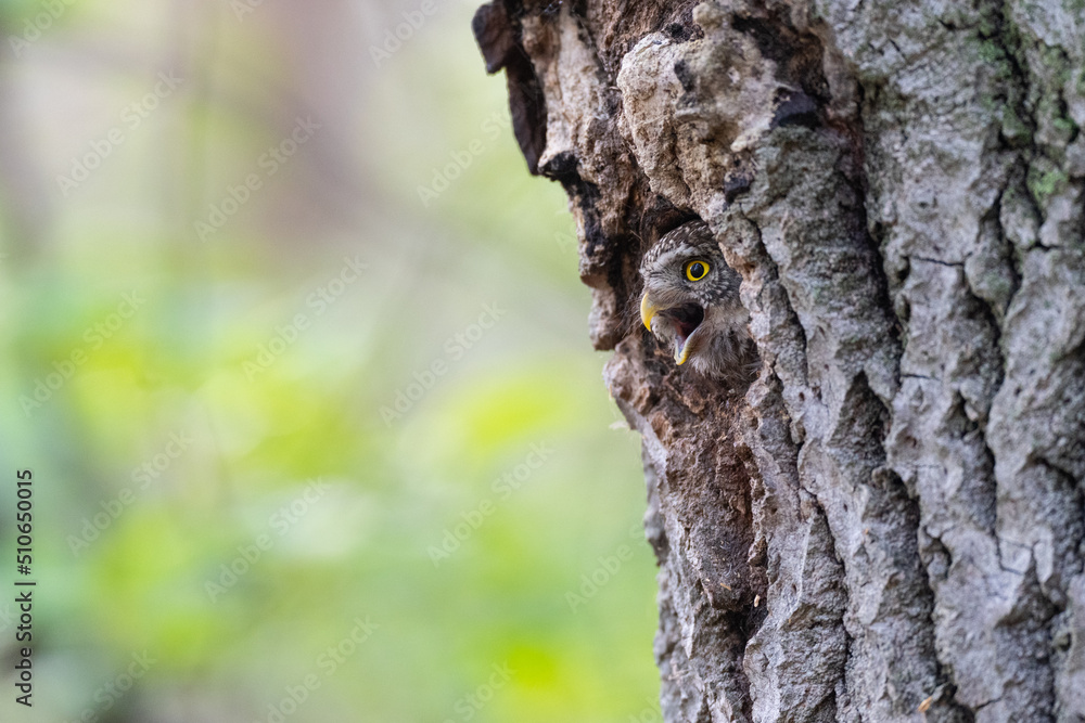 The Eurasian pygmy owl (Glaucidium passerinum) The Eurasian pygmy owl (Glaucidium passerinum)