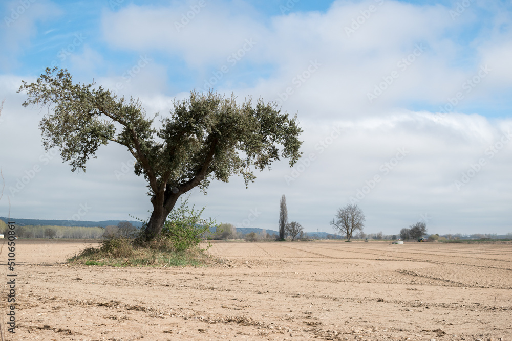 mediterranean tree holm oak, quercus ilex