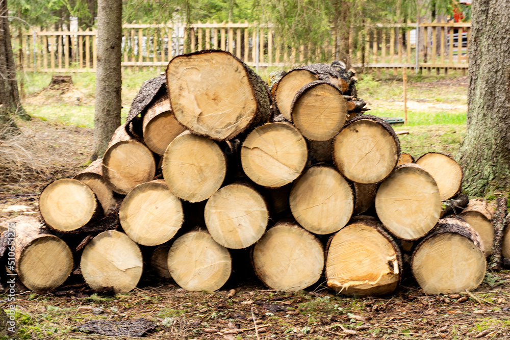 Woodpile in the forest of freshly cut trees Woodpile in the forest of freshly cut trees