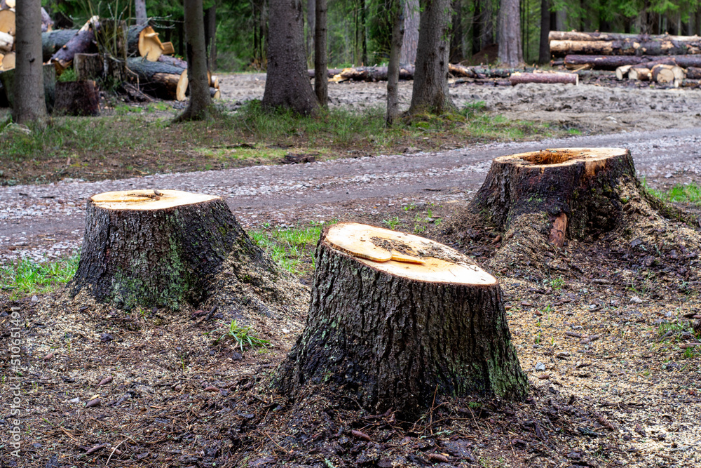 Stumps from felled dead trees against the background of a forest and fallen trees Stumps from felled dead trees against the background of a forest and fallen trees