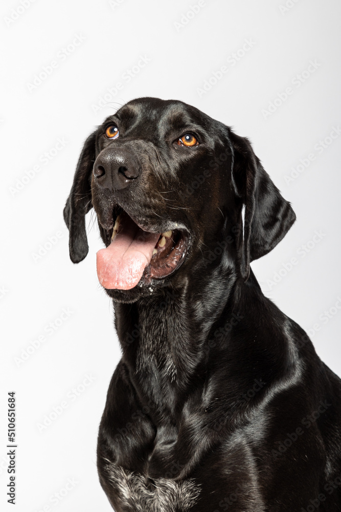 Studio portrait of black labrador retriever dog expressive on white background