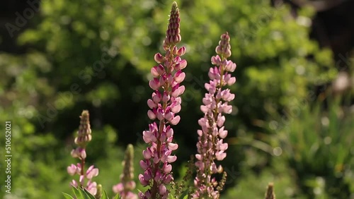 Blooming pink lupin flower on a natural green background.