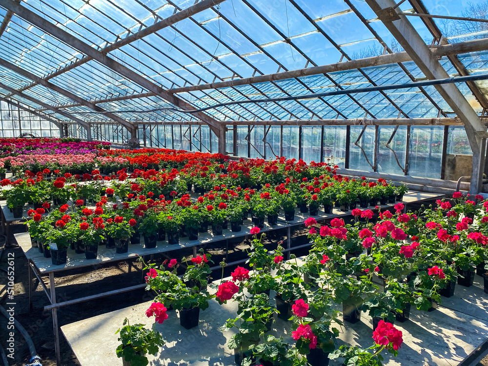Garden greenhouse. Agribusiness. Beautiful flowers Garden greenhouse. Agribusiness. Beautiful flowers