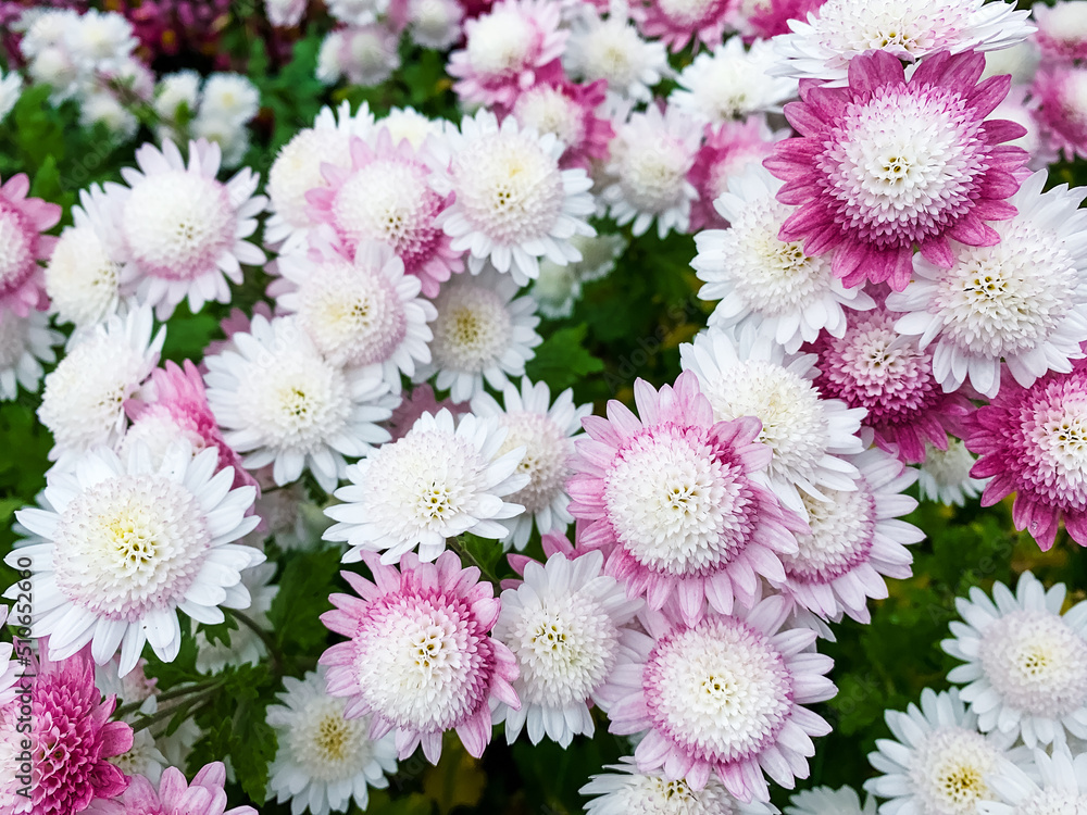 Colorful chrysanthemum flowers close-up Colorful chrysanthemum flowers close-up