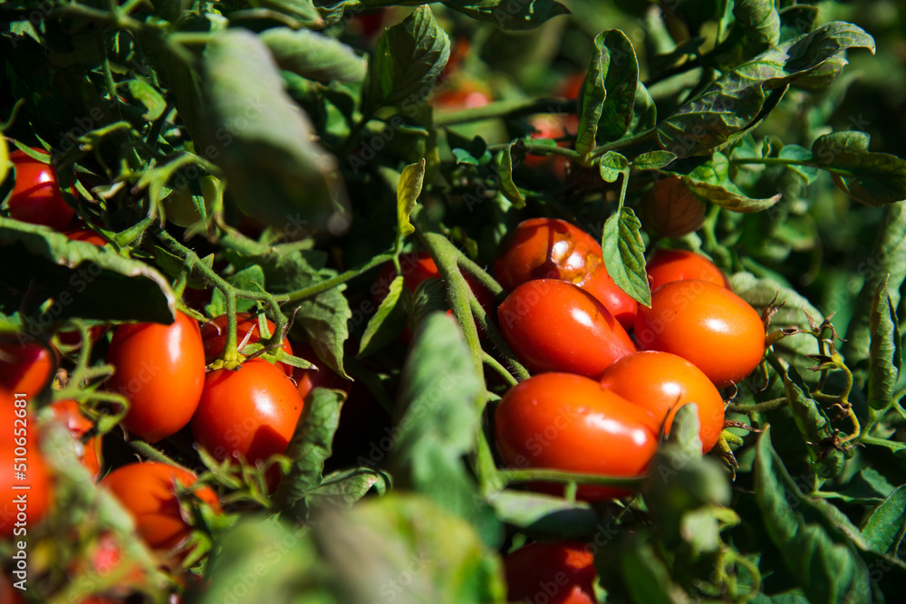 Growing tomatoes in the field