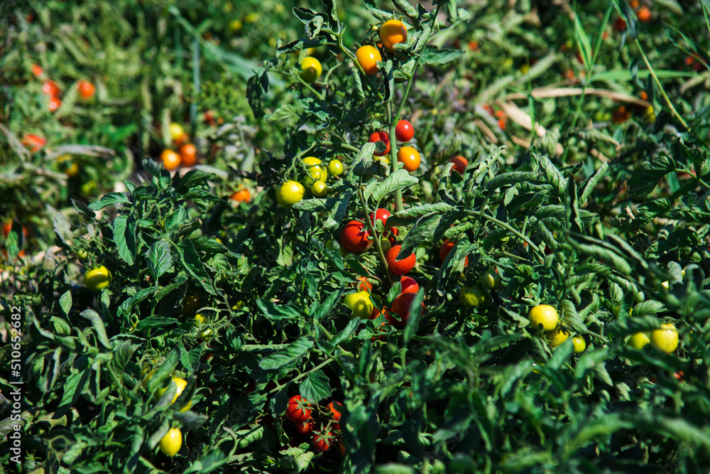 Growing tomatoes in the field