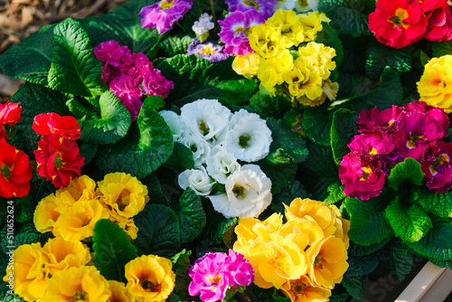 Garden greenhouse. Agribusiness. Beautiful flowers