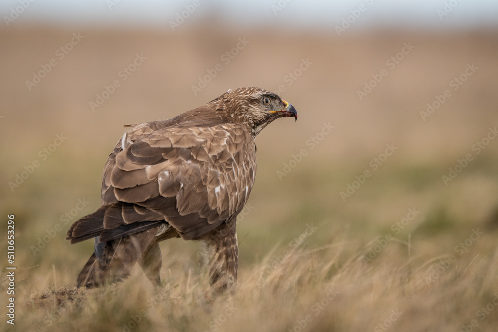common buzzard standing alone common buzzard standing alone