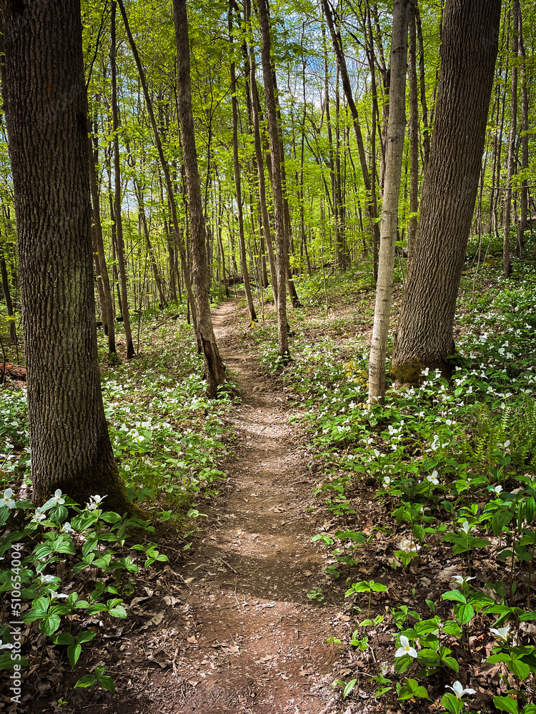 Pathway through wooded area with trillium flowers blooming in spring. Pathway through wooded area with trillium flowers blooming in spring.