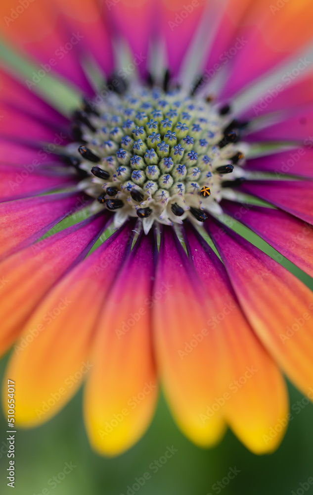 Close up of center of colorful osteospermum daisy flower in bloom.