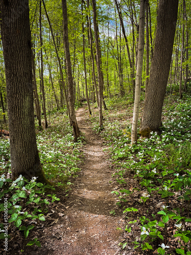 Pathway through wooded area with trillium flowers blooming in spring.