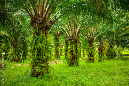 Oil palms plantation  tropical jungle  Phang-nga  Thailand