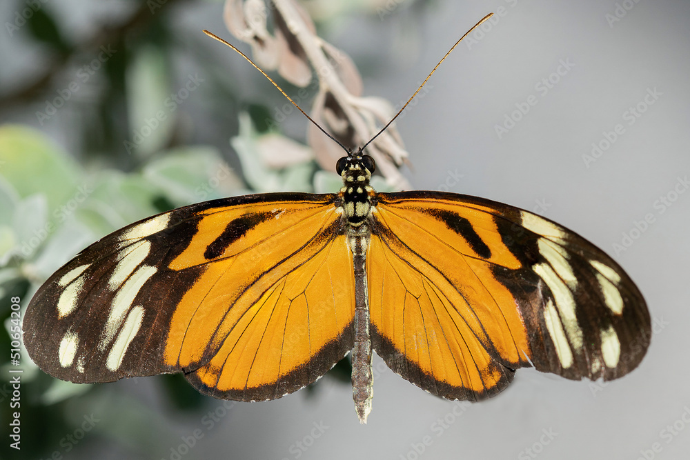 Obraz premium A Dorsal View of the Hecale Longwing Butterfly