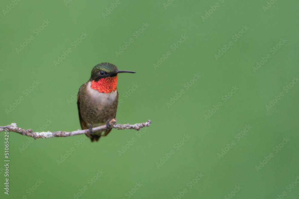 Fototapeta premium A Ruby-throated Hummingbird Perched on a Branch