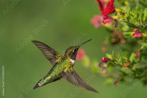 A dorsal view of the ruby-throated hummingbird