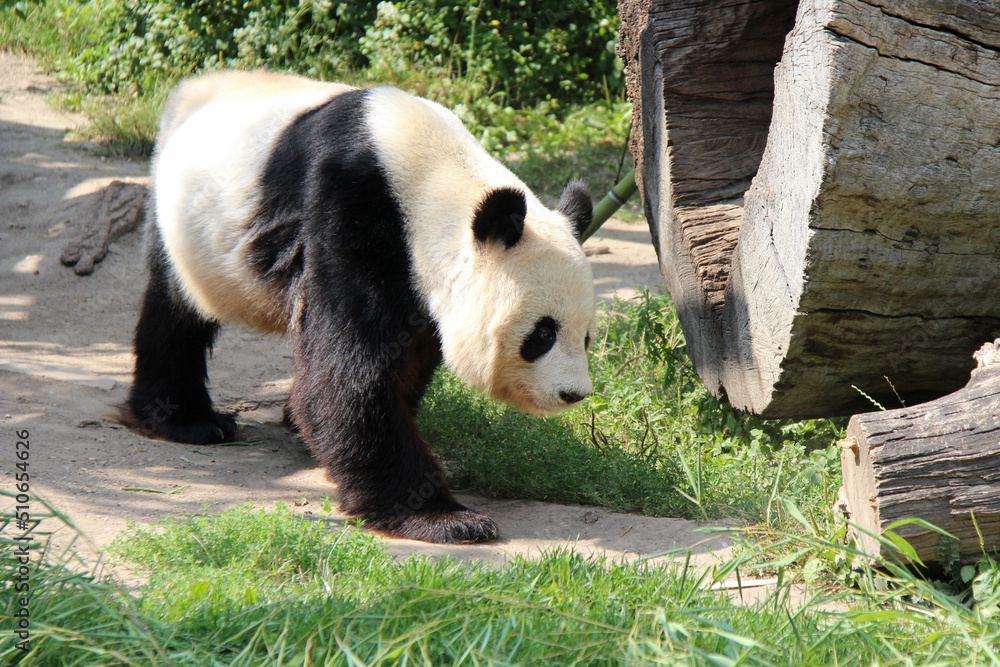 Obraz premium panda in a zoo in austria