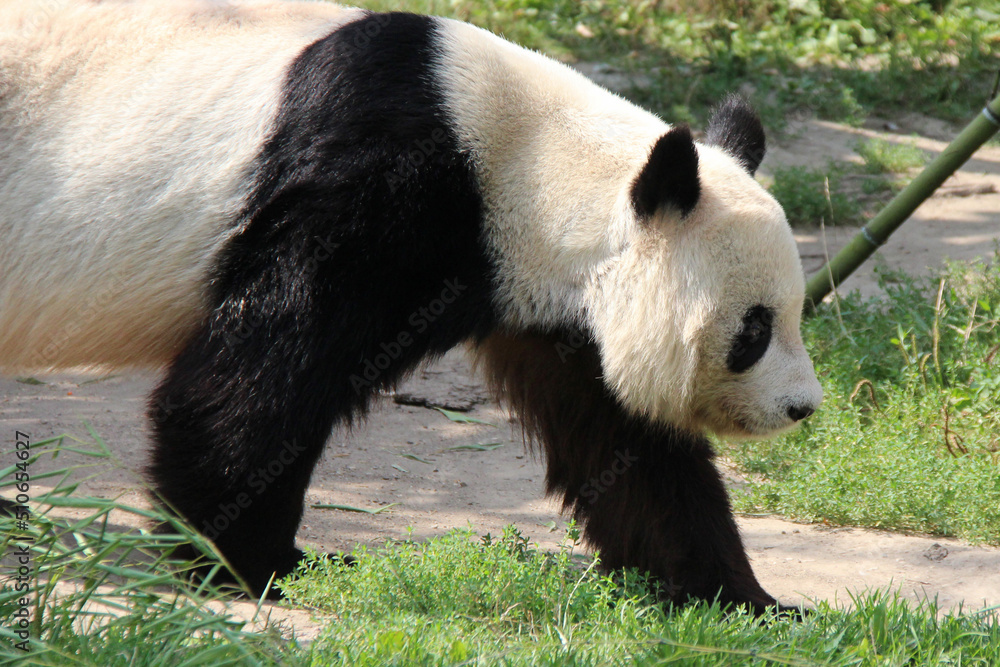 Obraz premium panda in a zoo in austria