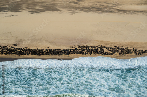 seal colony at Walvis Bay, Skeleton Coast, Namibia photo