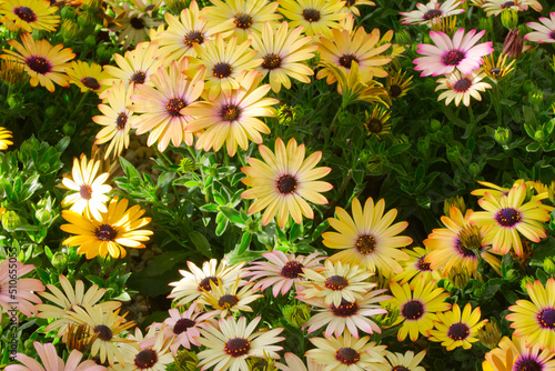 Flowers of Osteospermum ecklonis or Dimorphotheca ecklonis or Cape marguerite