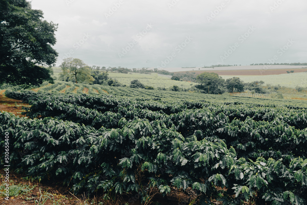Fototapeta premium Farm coffee plantation on a cloudy rainy day. Coffee industry farm field.