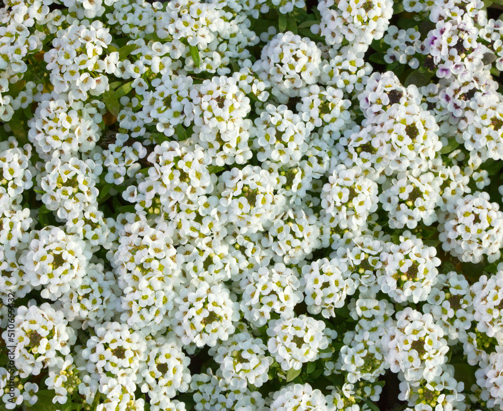 blooming alyssum flower, whitepurple