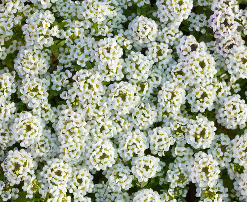 blooming alyssum flower, whitepurple