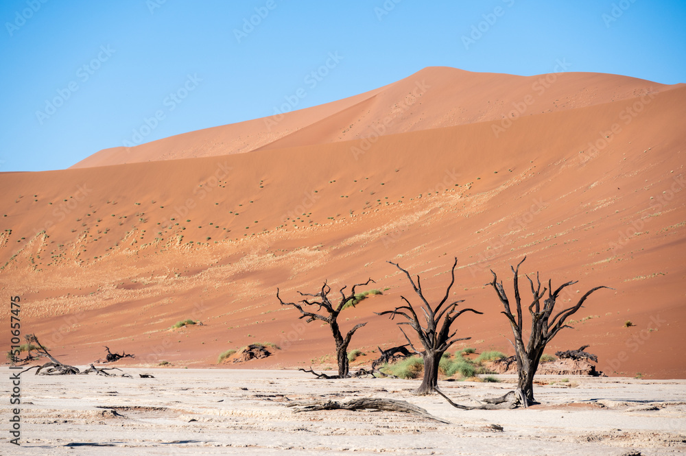 Dead camelthorn trees surrounded by towering sand dunes in Deadvlei, Namib-Naukluft National Park, Namibia, Africa.