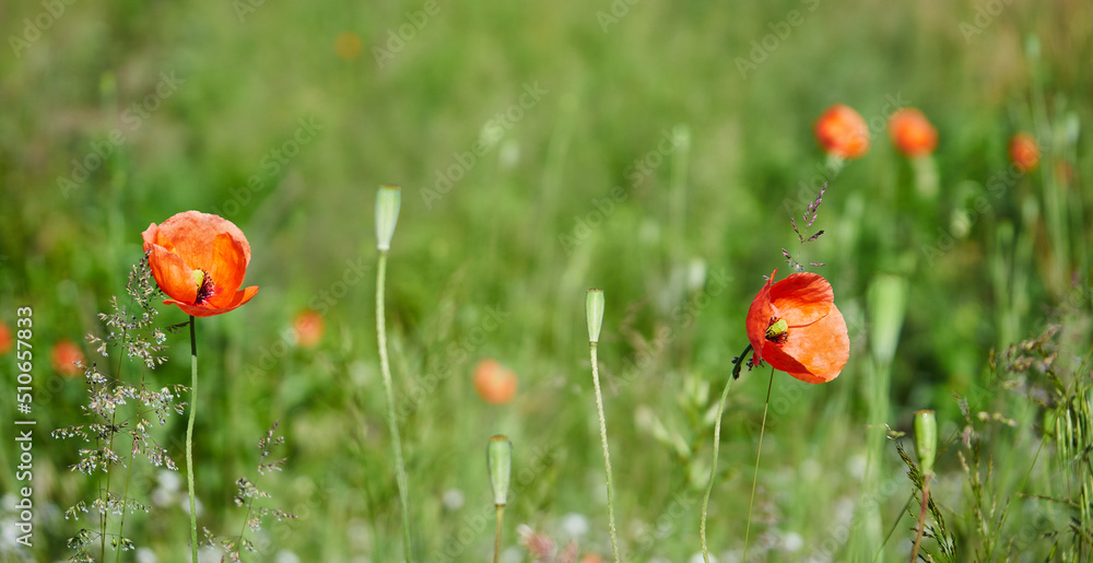 Obraz premium maki na łące