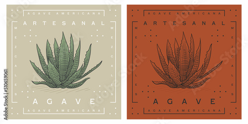 Agave americana sketch and plant design