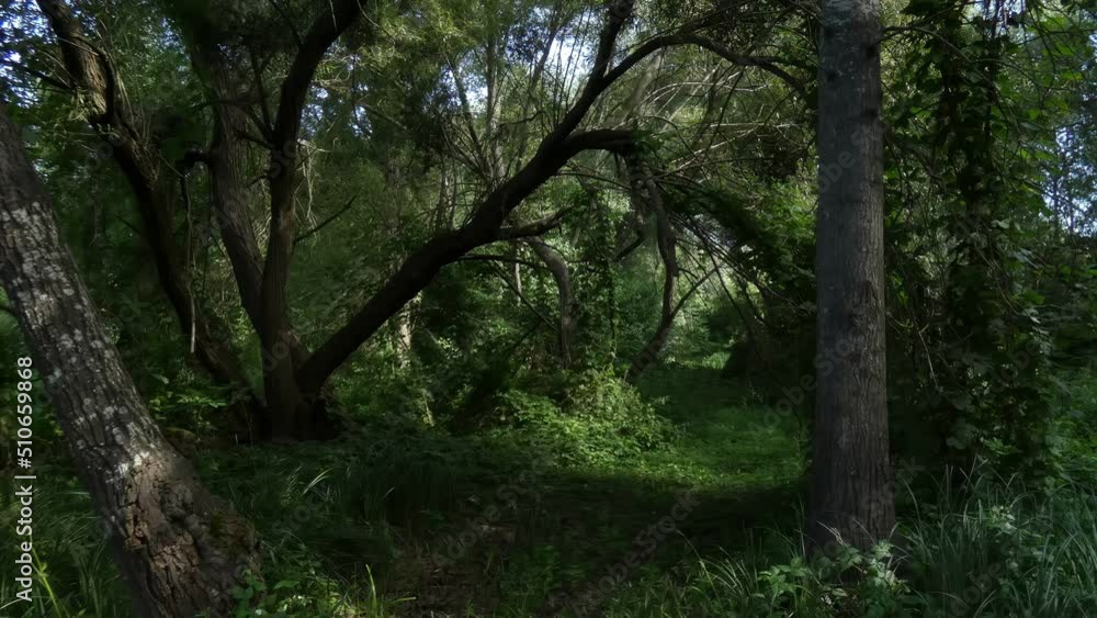 Wild Path In A Dark Mysterious Forest With Gleams Of The Sun Wild Path In A Dark Mysterious Forest With Gleams Of The Sun