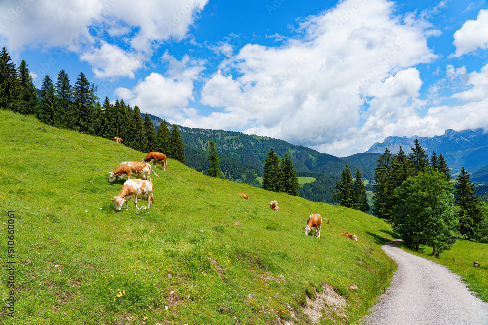 Cows in the Alps between Austria and Switzerland