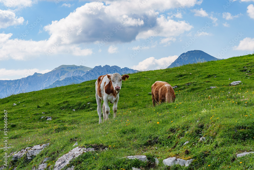 Cows in the Alps between Austria and Switzerland